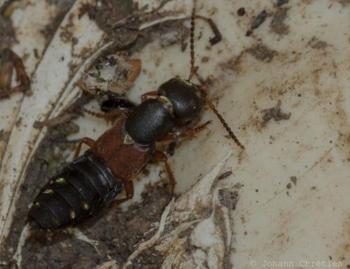 Réf. 279 651 : Staphylinus erythropterus